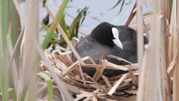 Zwart Water Kip Een Nest Met Kuikens 2020 — Stockvideo