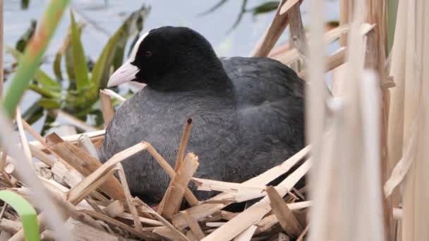 Zwart Water Kip Een Nest Met Kuikens 2020 — Stockvideo