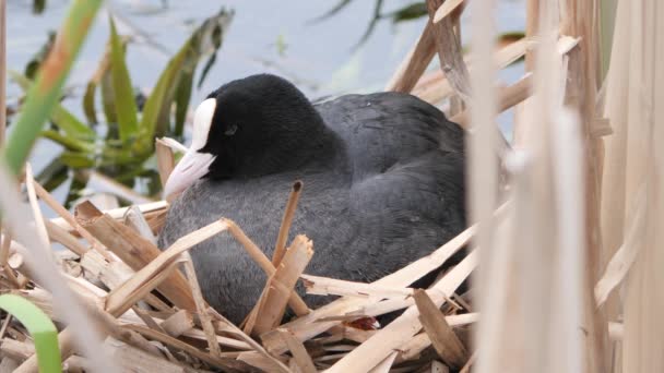 Zwart Water Kip Een Nest Met Kuikens 2020 — Stockvideo