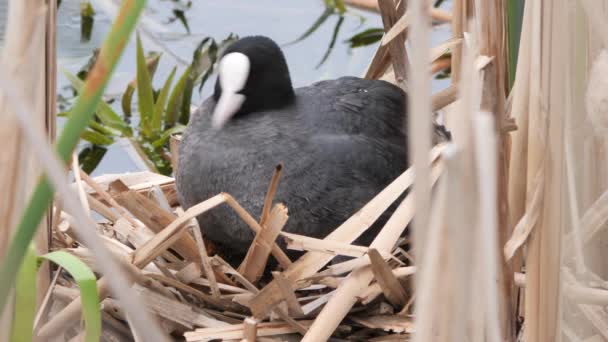 Zwart Water Kip Een Nest Met Kuikens 2020 — Stockvideo