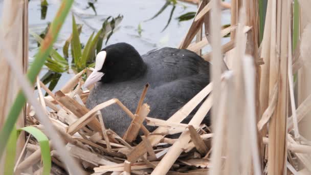 Schwarzwasserküken Auf Einem Nest Mit Küken 2020 — Stockvideo