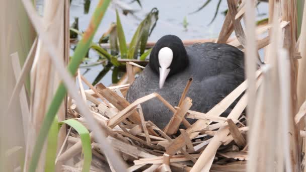 Black Water Chicken Nest Chicks 2020 — Stock Video