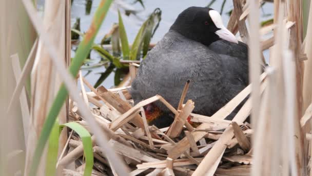 在有小鸡的鸟巢中放养黑水鸡 — 图库视频影像