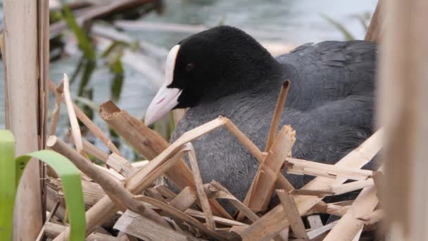 Pollo Agua Negra Nido Con Polluelos 2020 — Vídeos de Stock