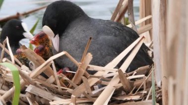 2020 civcivlerle bir yuvada siyah su tavuğu