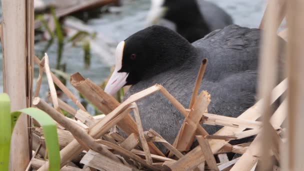 Schwarzwasserküken Auf Einem Nest Mit Küken 2020 — Stockvideo