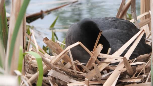 Zwart Water Kip Een Nest Met Kuikens — Stockvideo