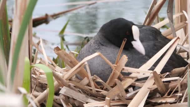 Zwart Water Kip Een Nest Met Kuikens — Stockvideo