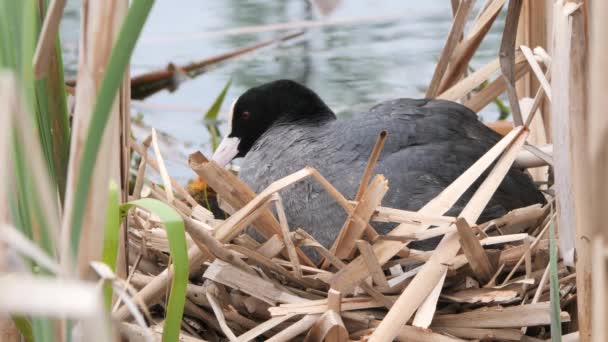 Zwart Water Kip Een Nest Met Kuikens — Stockvideo