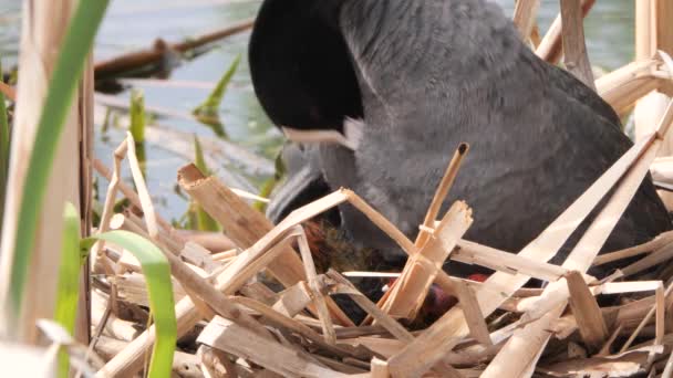 Pollo Agua Negra Nido Con Polluelos — Vídeos de Stock