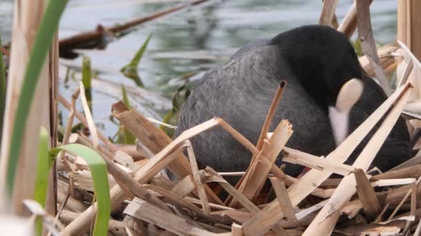 Pollo Agua Negra Nido Con Polluelos — Vídeos de Stock