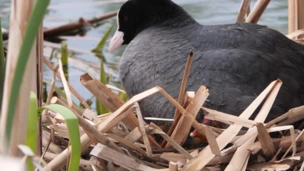 Schwarzwasserküken Auf Einem Nest Mit Küken 2020 — Stockvideo