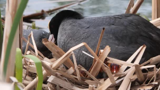 Black Water Chicken Nest Chicks 2020 — Stock Video