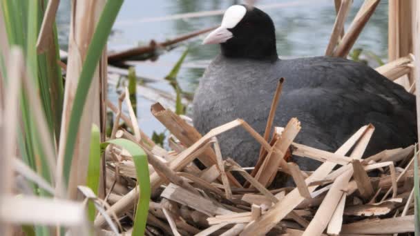 Black Water Chicken Nest Chicks 2020 — Stock Video