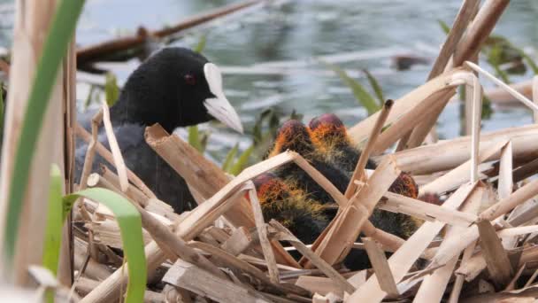 Pollo Acqua Nero Nido Con Pulcini 2020 — Video Stock