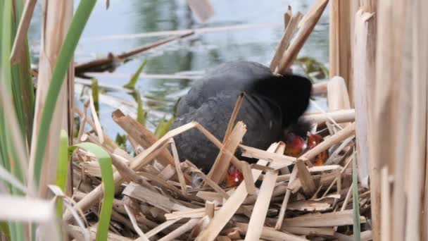 Pollo Agua Negra Nido Con Polluelos 2020 — Vídeos de Stock