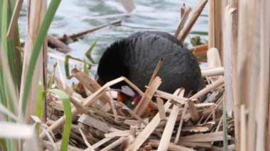 2020 civcivlerle bir yuvada siyah su tavuğu