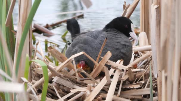 Pollo Agua Negra Nido Con Polluelos 2020 — Vídeos de Stock