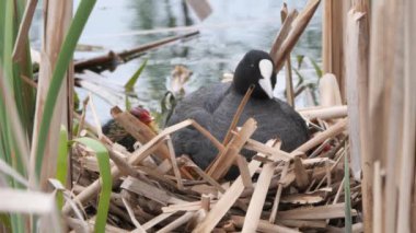 2020 civcivlerle bir yuvada siyah su tavuğu