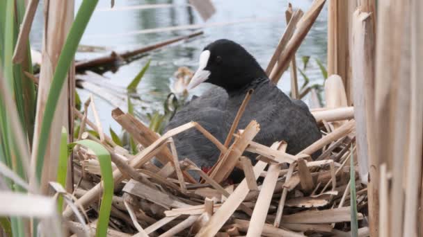 Zwart Water Kip Een Nest Met Kuikens 2020 — Stockvideo