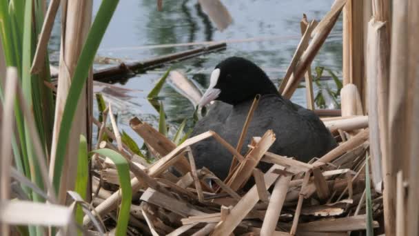 Schwarzwasserhühner Auf Einem Nest Mit Küken 2020 Blässhuhn — Stockvideo