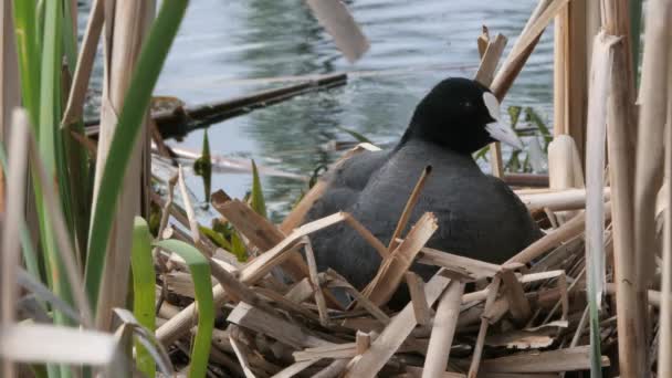 Zwart Water Kip Een Nest Met Kuikens 2020 Koet — Stockvideo