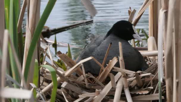 Zwart Water Kip Een Nest Met Kuikens 2020 Koet — Stockvideo