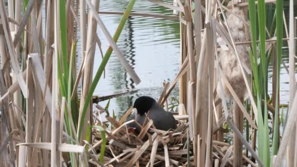 Pollo Agua Negra Nido Con Polluelos 2020 Coot — Vídeos de Stock