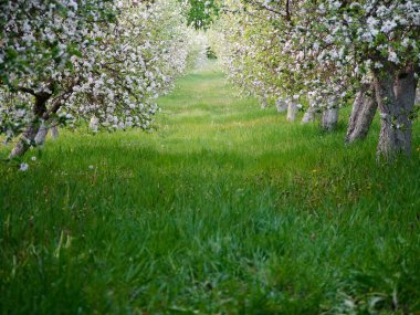 2020 'de bahçede çiçek açan elma ağaçları üzerinde beyaz çiçekler.