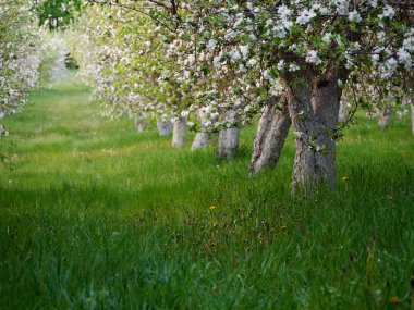 2020 'de bahçede çiçek açan elma ağaçları üzerinde beyaz çiçekler.