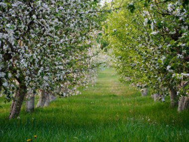 2020 'de bahçede çiçek açan elma ağaçları üzerinde beyaz çiçekler.