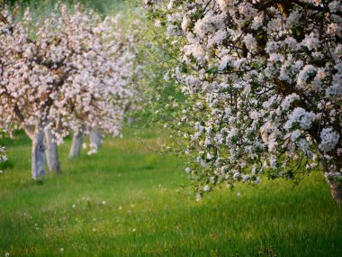 2020 'de bahçede çiçek açan elma ağaçları üzerinde beyaz çiçekler.