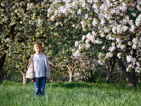 Jongen Het Gras Bij Bloeiende Appelbomen Tuin 2020 — Stockfoto
