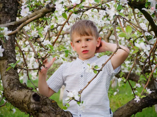 庭に咲くリンゴの木の近くの芝生の上の少年2020 — ストック写真