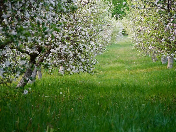 Białe Kwiaty Kwitnących Jabłoni Ogrodzie 2020 — Zdjęcie stockowe