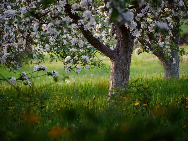 Białe Kwiaty Kwitnących Jabłoni Ogrodzie 2020 — Zdjęcie stockowe