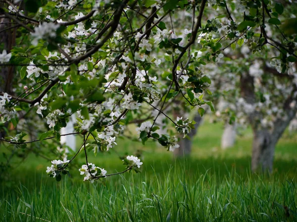 Flores Blancas Los Manzanos Flor Jardín 2020 — Foto de Stock