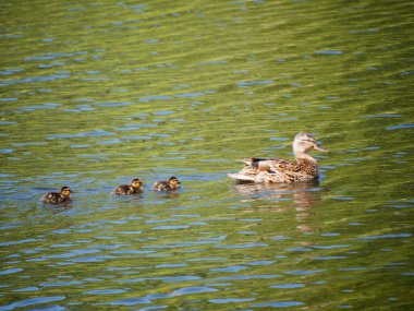 Yaban ördeği yaban ördeği yaban ördeği