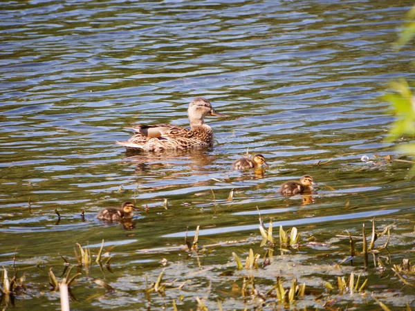 Graue Stockente Auf Dem Wasser 2020 — Stockfoto