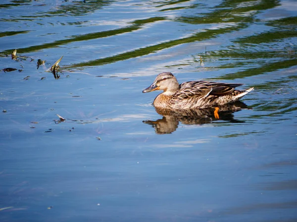 Graue Stockente Auf Dem Wasser 2020 — Stockfoto