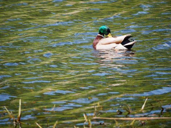 Graue Stockente Auf Dem Wasser 2020 — Stockfoto