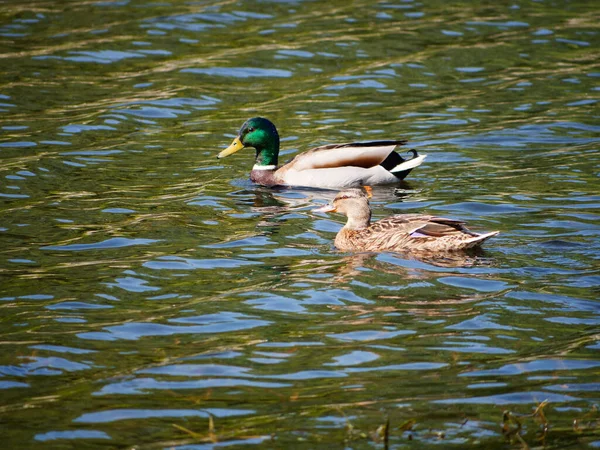 Graue Stockente Auf Dem Wasser 2020 — Stockfoto