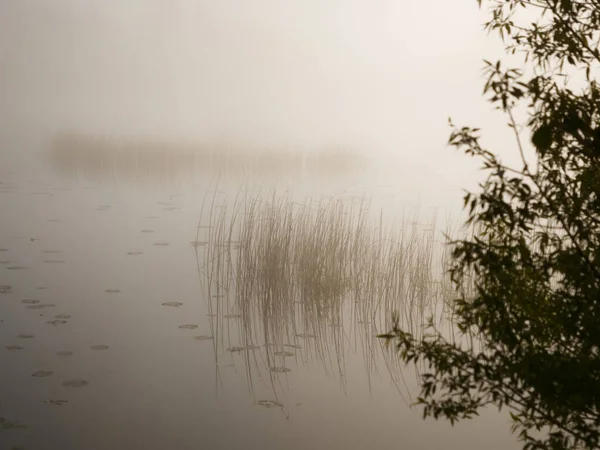 Matin Brumeux Sur Rivière Près Prairie Inondable 2020 — Photo