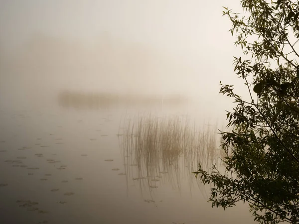 Matin Brumeux Sur Rivière Près Prairie Inondable 2020 — Photo