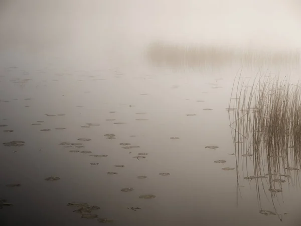 Matin Brumeux Sur Rivière Près Prairie Inondable 2020 — Photo