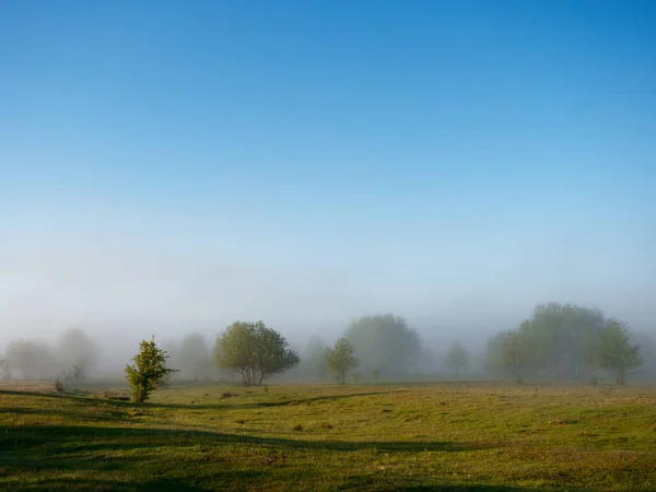 Mlhavé Ráno Řece Povodňové Louky 2020 — Stock fotografie