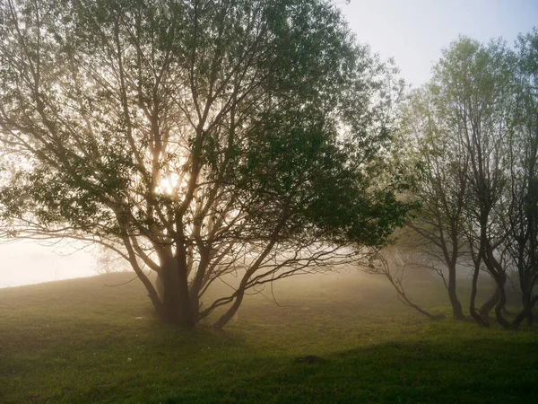 Mattina Nebbiosa Sul Fiume Vicino Prato Alluvionale 2020 — Foto Stock