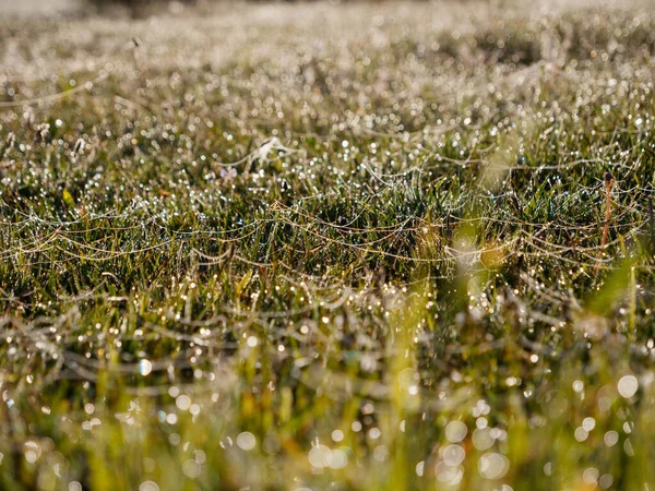 Mistige Ochtend Weidedauw Het Gras 2020 — Stockfoto