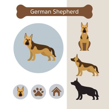 Alman çoban köpek doğurmak Infographic