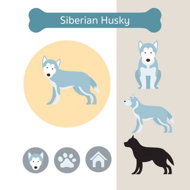 Sibirya Husky köpek doğurmak Infographic